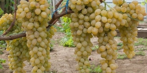 10 Najboljih stonih sorti grožđa