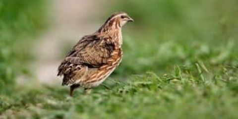 11 Pasmine prepelica za kućni uzgoj - vrste i karakteristike