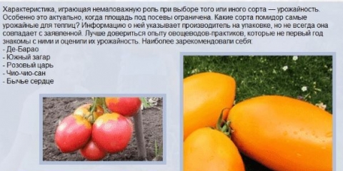 11 Najprinosnijih sorti paradajza na otvorenom i hibrida visokog prinosa