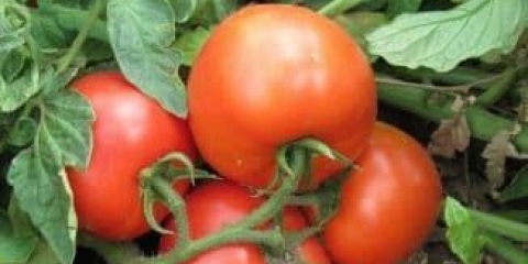 11 Paradajz holandske selekcije za plastenike i otvoreno tlo - najbolje sjeme