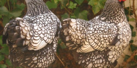 13 Najboljih pasmina kokoši od jaja i mesa