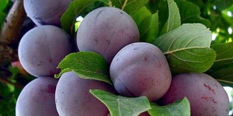 13 Najboljih sorti šljive renklod