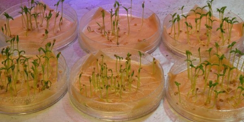 14 Rješenja za namakanje sjemena paradajza prije sjetve