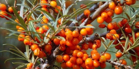 17 Najboljih sorti morske krkavine