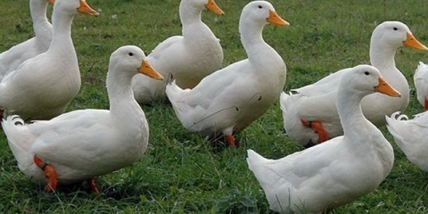 17 Rasa pataka za kućni uzgoj