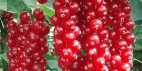 18 Najbolje sorte crvene ribizle sa krupnim bobicama