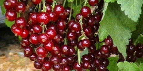 18 Najboljih sorti crvene ribizle