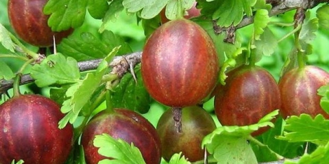 18 Najboljih sorti ogrozda