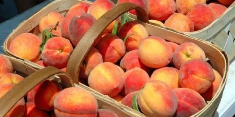 19 Najboljih sorti breskve i njihov opis