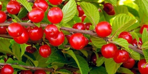 19 Najbolje sorte trešanja za ural - koje je bolje saditi, recenzije