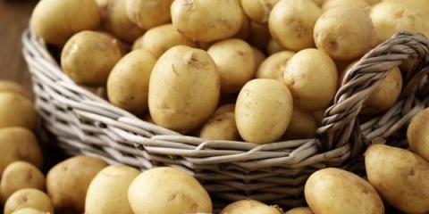 20 Najboljih ranih i ranih sorti krompira