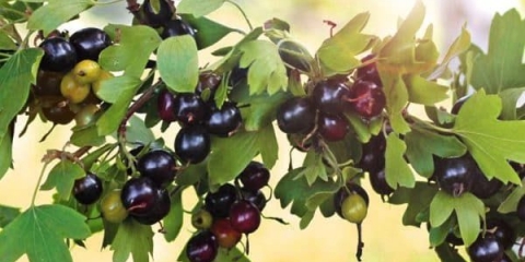 20 Sorti ribizla za ural: ocjena najboljih