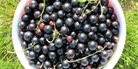 21 Sorta crne ribizle, krupnoplodna i slatka - najbolja krupna