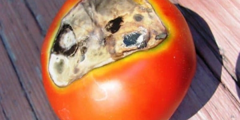 Crna trulež na paradajzu - kako se boriti i šta učiniti sa gornjom truležom na paradajzu u stakleniku