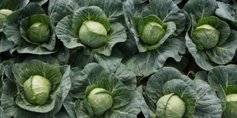 3 Najbolje sorte ranog bijelog kupusa