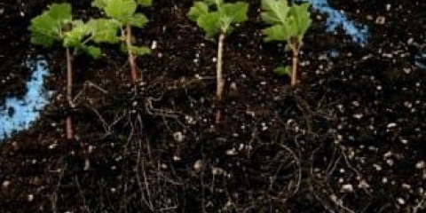 3 Metode rezanja ribizle