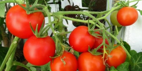 3 Načina uzgoja paradajza: u kantama, po metodi kizima i ispod materijala za pokrivanje