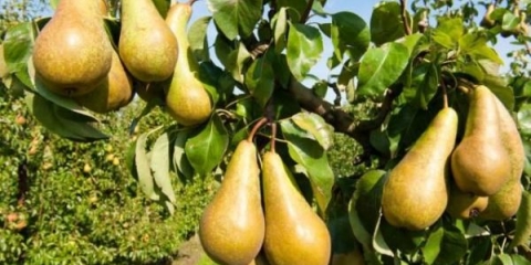 35 Najboljih sorti ljetnih, jesenjih i zimskih krušaka