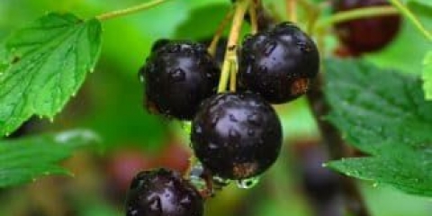 42 Sorte crne ribizle otporne na bolesti i štetočine
