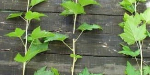 5 Metode uzgoja ribizle