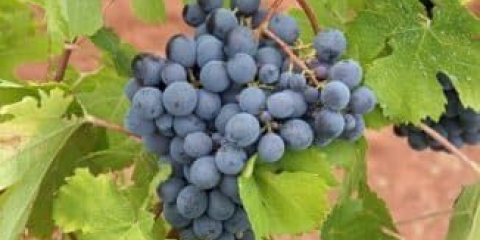 5 Sorte crnog grožđa - korisna svojstva i kalorijski sadržaj