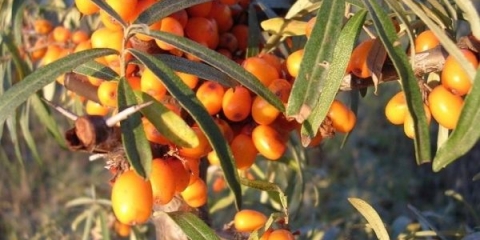 6 Najboljih načina za razmnožavanje morskog trna