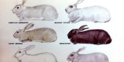 6 Mesnih pasmina zečeva