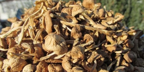 6 Jednostavnih načina da sušite gljive kod kuće