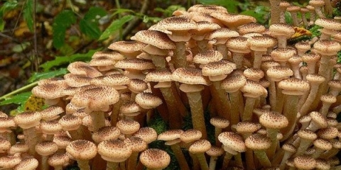 6 Načina za uzgoj gljiva kod kuće