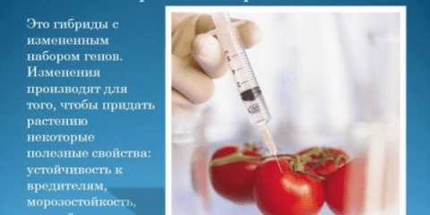 7 Hibridi paradajza za staklenike - najbolje i najukusnije sorte