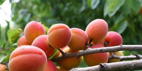 7 Najboljih zimi otpornih sorti kajsija