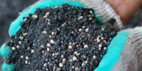 8 Hemijskih i 13 narodnih lijekova za bolesti i štetočine za ribizle