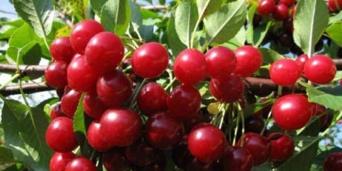 8 Najboljih sorti trešanja za sibir: velike, slatke i ukusne
