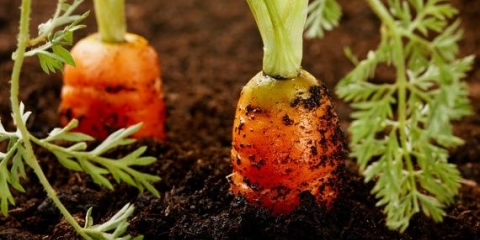 8 Narodni lijekovi za đubrenje bašte i povrtnjaka