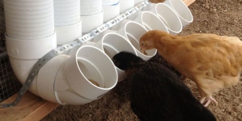 8 Vrsta hranilica za piliće uradi sam