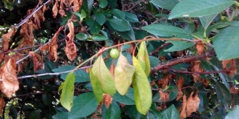 9 Popularnih bolesti trešnje i njihovo liječenje