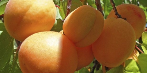 Ananas marelice tsyurupinsky: opis, fotografija, sadnja i njega