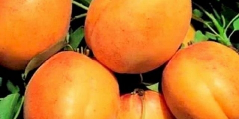 Šampion severa kajsije