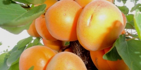 Desert marelica golubeva: opis, fotografija, vrijeme zrenja