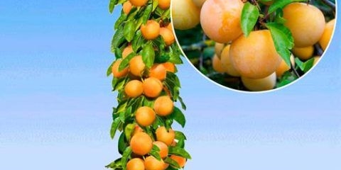 Omiljena marelica: opis, fotografija, samooplodna ili ne, sadnja i njega