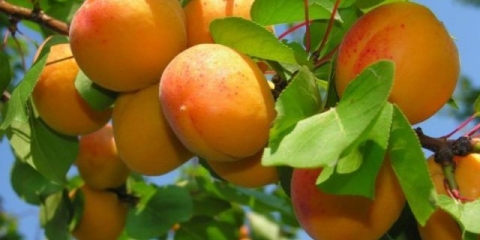 Planina kajsija abakan: opis, fotografija, sadnja i njega