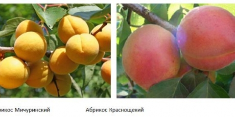Apricot khabarovsk