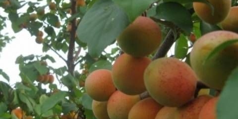 Kajsija crvenih obraza: recenzije, fotografije, opis sorte