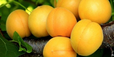 Med od kajsije: opis, fotografija, karakteristike, sadnja i njega