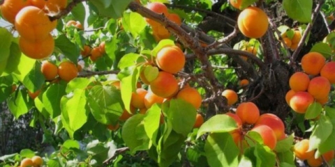 Marelica breskva: opis, fotografija, karakteristike, istorija selekcije