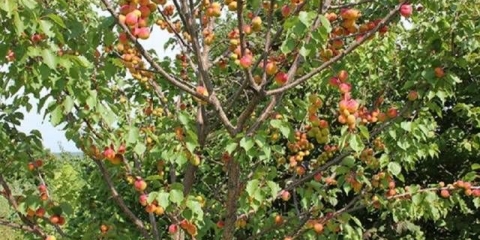 Trijumf severnog kajsija