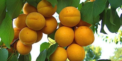 Kajsija u sibiru: sadnja i njega