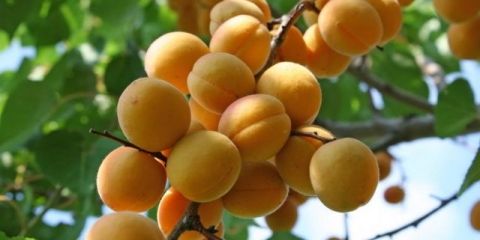 Marelica viking: opis, fotografija, sadnja i njega