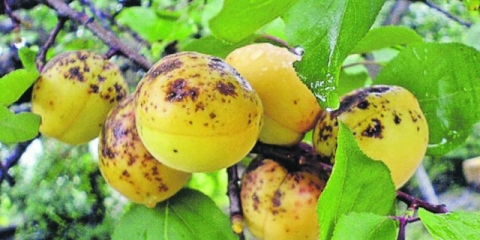 Užitak od kajsije rano: opis, fotografija