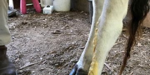 Apsces kod krave: istorijat bolesti